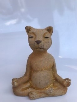Meditating Cat